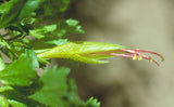 Eremophila biserrata TUBESTOCK