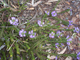 Eremophila densifolia - purple TUBESTOCK