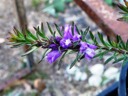 Eremophila densifolia - purple TUBESTOCK