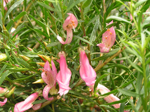 Eremophila maculata Pink Profusion  TUBESTOCK