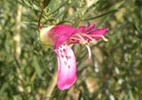 Eremophila alternifolia x maculata 'Wildberry'  Tubestock