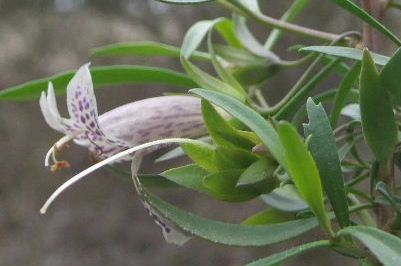 Eremophila maculata Silver hybrid TUBESTOCK