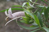 Eremophila maculata Silver hybrid TUBESTOCK