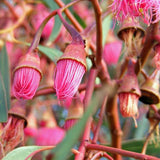 Eucalyptus albopurpurea TUBESTOCK
