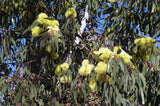 Eucalyptus stricklandii TUBESTOCK*