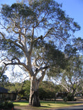 Eucalyptus camaldulensis 'Lake Hindmarsh' TUBESTOCK