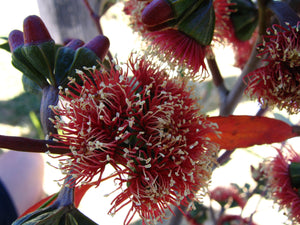Eucalyptus cernua syn. Euc. nutans TUBESTOCK
