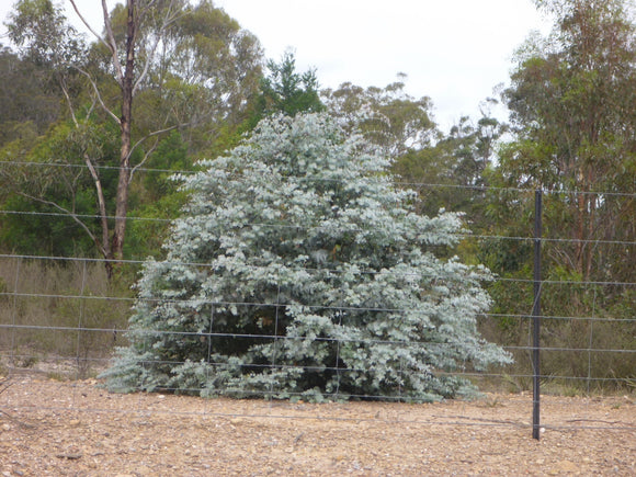 Eucalyptus cinerea TUBESTOCK