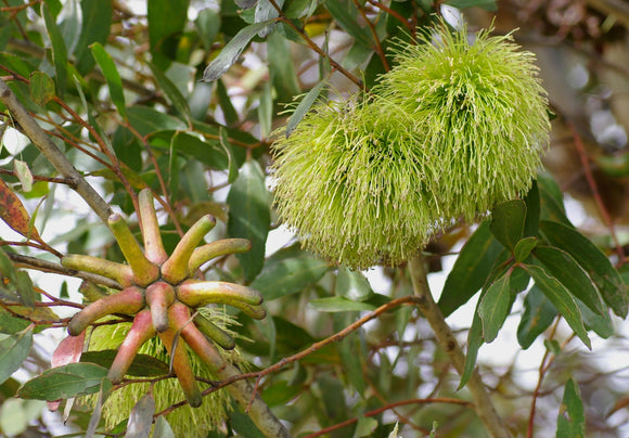 Eucalyptus conferruminata TUBESTOCK *