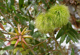 Eucalyptus conferruminata TUBESTOCK *