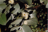 Eucalyptus Cordata tubestock