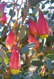 Eucalyptus dolichoryncha syn. Eucalyptus forrestiana TUBESTOCK