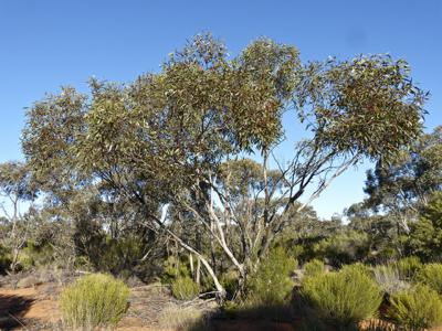 Eucalyptus incrassata TUBESTOCK