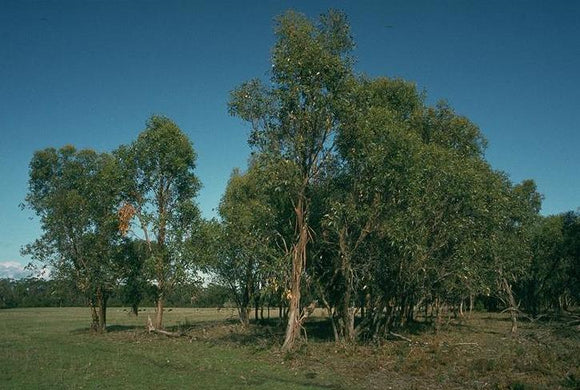 Eucalyptus kitsoniana