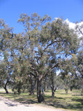 Eucalyptus largiflorens TUBESTOCK