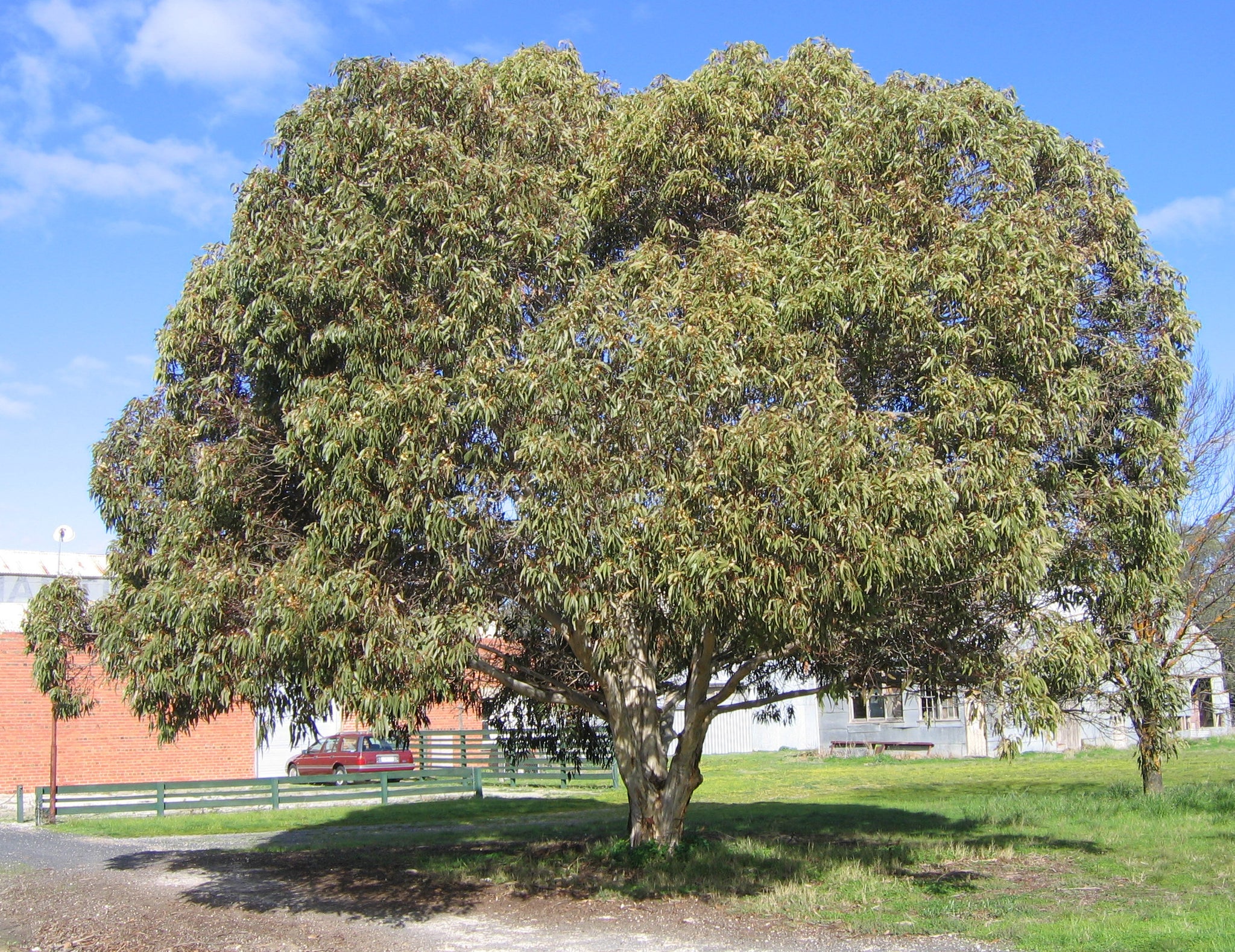 Eucalyptus leucoxylon ssp. megalocarpa TUBESTOCK – The Native Shop