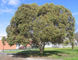 Eucalyptus leucoxylon ssp. megalocarpa TUBESTOCK