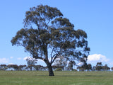 Eucalyptus leucoxylon ssp. leucoxylon TUBESTOCK