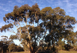Eucalyptus leucoxylon ssp. leucoxylon TUBESTOCK