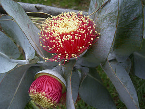 Eucalyptus macrocarpa TUBESTOCK