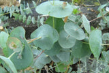 Eucalyptus perriniana TUBESTOCK