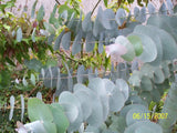 Eucalyptus perriniana TUBESTOCK