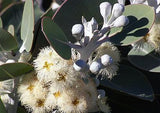 Eucalyptus pleurocarpa syn. Eucalyptus tetragona TUBESTOCK