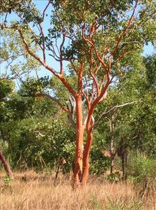 Eucalyptus salmonophloia TUBESTOCK