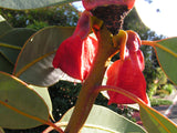 Eucalyptus tetraptera TUBESTOCK