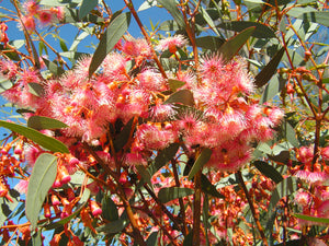 Eucalyptus torquata TUBESTOCK