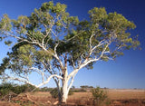 Eucalyptus victrix 50mm TUBESTOCK