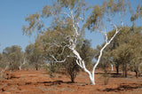 Eucalyptus victrix 50mm TUBESTOCK