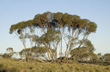 Eucalyptus viridis TUBESTOCK*