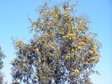 Eucalyptus woodwardii TUBESTOCK