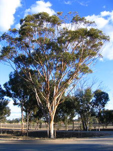 Eucalyptus astringens TUBESTOCK*