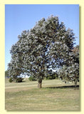 Eucalyptus crenulata TUBESTOCK