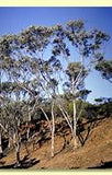 Eucalyptus gardneri tubestock*