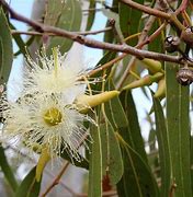 Eucalyptus gardneri tubestock*