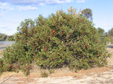 Eucalyptus grossa TUBESTOCK