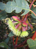 Eucalyptus grossa TUBESTOCK