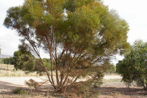 Eucalyptus leptophylla syn. Eucalyptus foecunda TUBESTOCK