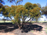 Eucalyptus leptophylla syn. Eucalyptus foecunda TUBESTOCK