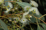 Eucalyptus microcarpa TUBESTOCK