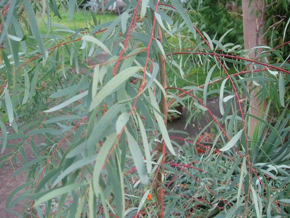Eucalyptus nicholii TUBESTOCK