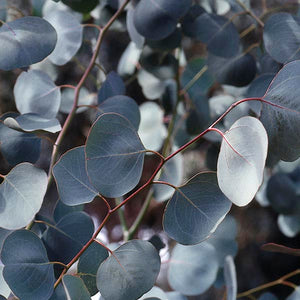 Eucalyptus polyanthemos Tubestock