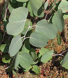 Eucalyptus polyanthemos Tubestock