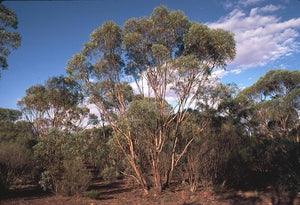 Eucalyptus polybractea 50mm TUBESTOCK*