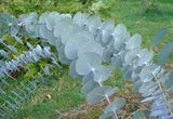 Eucalyptus pulverulenta TUBESTOCK