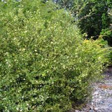 Grevillea Forest Rambler -Tubestock - Native