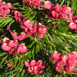 Grevillea lanigera x rosmarinifolia 'Nancy Otzen' TUBESTOCK